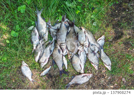 freshly caught bream on green grass by the river freshly caught bream on green grass by the river 137908274