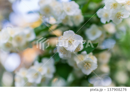 Mock Orange Philadelphus coronarius shrub flowering in spring Mock Orange Philadelphus coronarius shrub flowering in spring 137908276