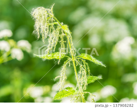 The nettle, Urtica dioica, with green leaves grows in natural thickets. Medicinal wild plant nettle. 137908282