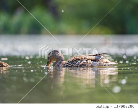 Mallard female Duck swims in the pond in the rain. Mallard female Duck swims in the pond in the rain. 137908290