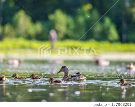 A family of ducks, a duck and its little ducklings are swimming in the water. The duck takes care of its newborn ducklings. Mallard, lat. Anas platyrhynchos A family of ducks, a duck and its little ducklings are swimming in the water. The duck takes care of its newborn ducklings. Mallard, lat. Anas platyrhynchos 137908291