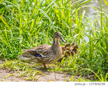 Adult duck with many ducklings sits on green shore of pond 137908296