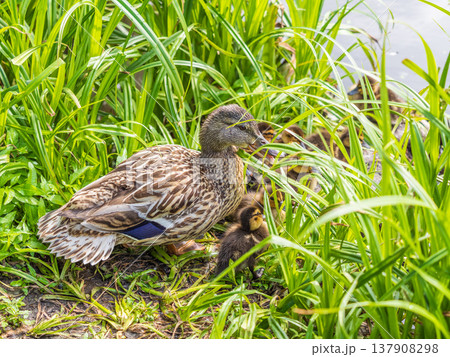 Adult duck with many ducklings sits on green shore of pond Adult duck with many ducklings sits on green shore of pond 137908298