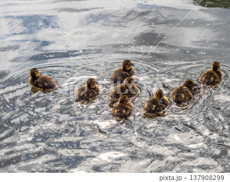 Cute little duckling swimming alone in a lake or river with calm water Cute little duckling swimming alone in a lake or river with calm water 137908299