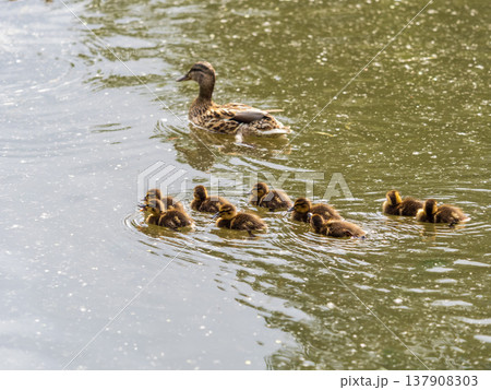 A family of ducks, a duck and its little ducklings are swimming in the water. The duck takes care of its newborn ducklings. Mallard, lat. Anas platyrhynchos 137908303