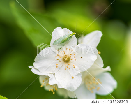 Mock Orange Philadelphus coronarius shrub flowering in spring 137908306