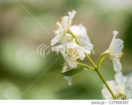 Mock Orange Philadelphus coronarius shrub flowering in spring Mock Orange Philadelphus coronarius shrub flowering in spring 137908307