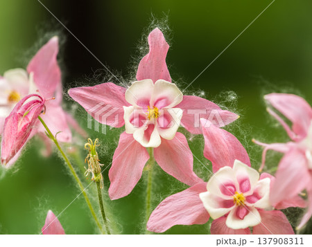 Beautiful native wild flower of western Canada. Aquilegia formosa, crimson columbine, western columbine, or red columbine. Close-up vibrant red and yellow color flower. Beautiful native wild flower of western Canada. Aquilegia formosa, crimson columbine, western columbine, or red columbine. Close-up vibrant red and yellow color flower. 137908311