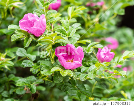 Blooming rosehip flower, beautiful pink flower on a bush branch. Beautiful natural background of blooming greenery. Blooming rosehip flower, beautiful pink flower on a bush branch. Beautiful natural background of blooming greenery. 137908313