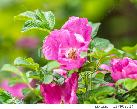 Blooming rosehip flower, beautiful pink flower on a bush branch. Beautiful natural background of blooming greenery. 137908314