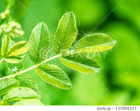 Rosehip in the spring. Young leaves of wild rose in spring. Rosehip bush. 137908317