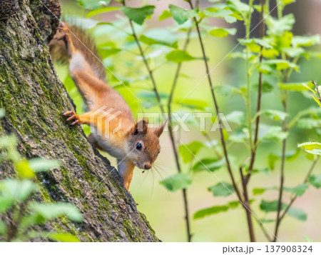 Portrait of a squirrel on a tree trunk 137908324