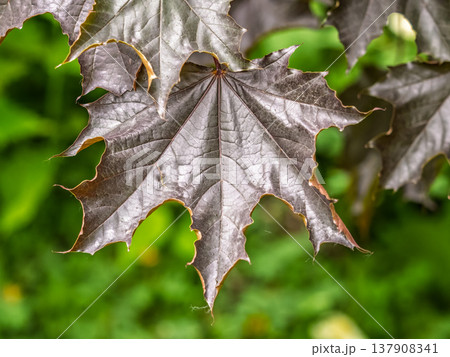 Tree branch with dark red leaves, Acer platanoides, the Norway maple Crimson King. Red Maple acutifoliate Crimson King, young plant with green background. Tree branch with dark red leaves, Acer platanoides, the Norway maple Crimson King. Red Maple acutifoliate Crimson King, young plant with green background. 137908341