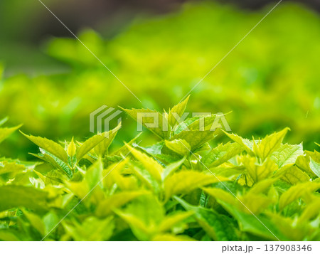 Nature of green leaf in garden at summer. Natural green leaves plants using as spring background cover page environment ecology Nature of green leaf in garden at summer. Natural green leaves plants using as spring background cover page environment ecology 137908346