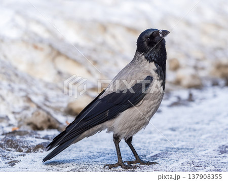 Crow in the snow on a winter day close-up Crow in the snow on a winter day close-up 137908355