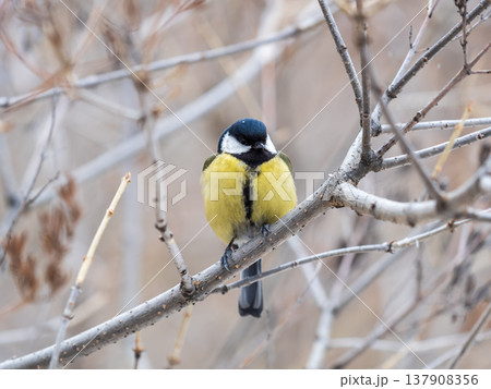 Cute bird Great tit, songbird sitting on a branch without leaves in the autumn or winter. Cute bird Great tit, songbird sitting on a branch without leaves in the autumn or winter. 137908356