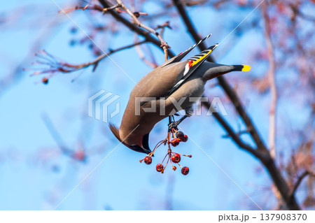 Bohemian Waxwing, Bombycilla garrulus, sitting on the bush and feeding on wild red apples in winter or early spring time. 137908370