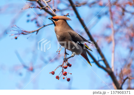 Bohemian Waxwing, Bombycilla garrulus, sitting on the bush and feeding on wild red apples in winter or early spring time. 137908371