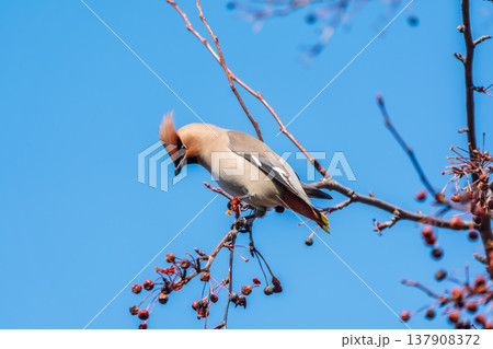 Bohemian Waxwing, Bombycilla garrulus, sitting on the bush and feeding on wild red apples in winter or early spring time. 137908372