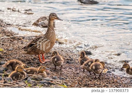Adult duck with many ducklings sits on green shore of pond 137908373