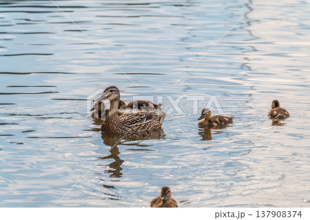 A family of ducks, a duck and its little ducklings are swimming in the water. The duck takes care of its newborn ducklings. Mallard, lat. Anas platyrhynchos 137908374
