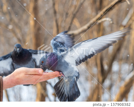 A colourful pigeon feeding from a hand of a man. A colourful pigeon feeding from a hand of a man. 137908382