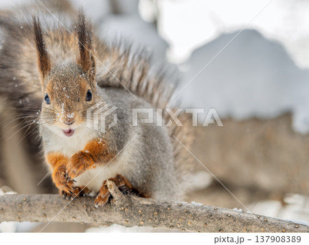Portrait of a squirrel on a tree trunk Portrait of a squirrel on a tree trunk 137908389