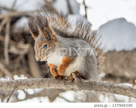 Portrait of a squirrel on a tree trunk 137908390