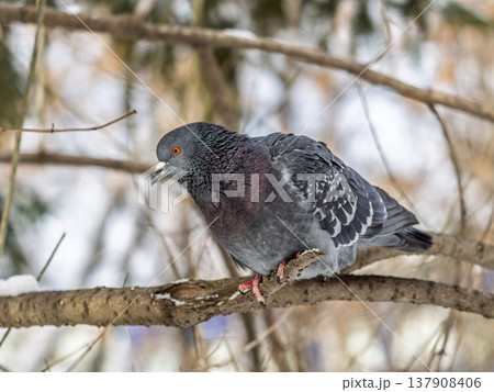 The fat pigeon sitting on a branch. 137908406