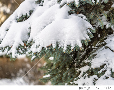 Green fir branches in winter covered with snow 137908412