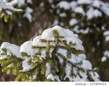Green fir branches in winter covered with snow Green fir branches in winter covered with snow 137908414