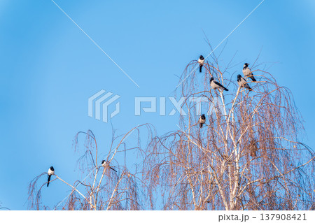 A hooded crow sitting on a tree A hooded crow sitting on a tree 137908421