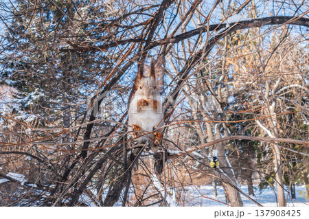 The squirrel with nut sits on tree in the winter or late autumn The squirrel with nut sits on tree in the winter or late autumn 137908425