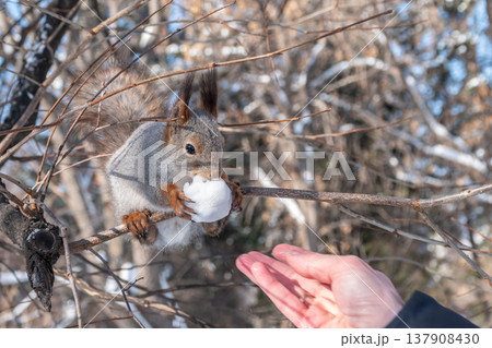 Squirrel eats nuts from a man's hand. Caring for animals in winter or autumn. Squirrel eats nuts from a man's hand. Caring for animals in winter or autumn. 137908430
