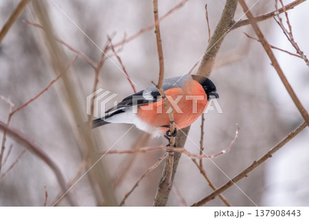 Bullfinch, pyrrhula pyrrhula, sitting on a branch without leaves in the autumn or winter. Bullfinch, pyrrhula pyrrhula, sitting on a branch without leaves in the autumn or winter. 137908443