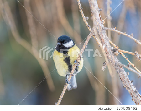 Cute bird Great tit, songbird sitting on a branch without leaves in the autumn or winter. Cute bird Great tit, songbird sitting on a branch without leaves in the autumn or winter. 137908462