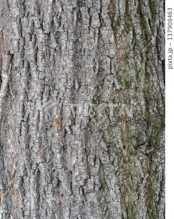 Bark texture and background of a old tree trunk. Detailed bark texture. Bark texture and background of a old tree trunk. Detailed bark texture. 137908463