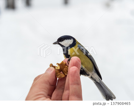 A tit sits on a man's hand and eats seeds. A tit sits on a man's hand and eats seeds. 137908465