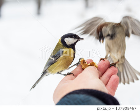 A tit sits on a man's hand and eats seeds. A tit sits on a man's hand and eats seeds. 137908467