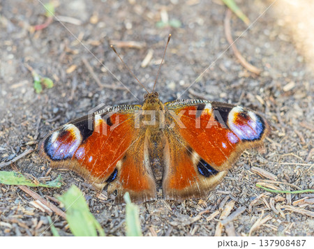 Peacock butterfly on the ground among the grass Peacock butterfly on the ground among the grass 137908487