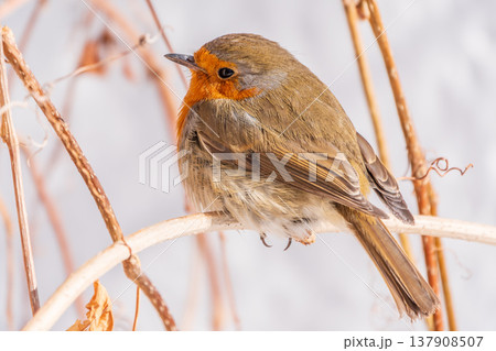 Cute bird the European Robin, Erithacus rubecula. sitting on the tree branch in winter. Cute bird the European Robin, Erithacus rubecula. sitting on the tree branch in winter. 137908507