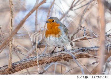 Cute bird the European Robin, Erithacus rubecula. sitting on the tree branch in winter. Cute bird the European Robin, Erithacus rubecula. sitting on the tree branch in winter. 137908510