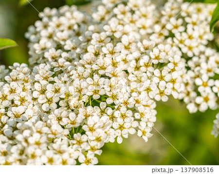 Beautiful white flowers Spirea aguta or Brides wreath. 137908516