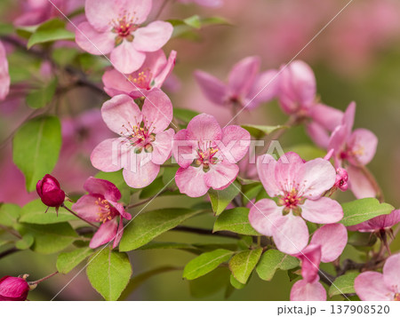 Fresh pink flowers of a blossoming apple tree with blured background Fresh pink flowers of a blossoming apple tree with blured background 137908520