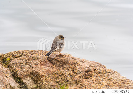 Young white wagtail, Motacilla alba, sitting on lake shore. Portrait of a young common songbird with long tail and black and white feather. Young white wagtail, Motacilla alba, sitting on lake shore. Portrait of a young common songbird with long tail and black and white feather. 137908527