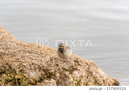 Young white wagtail, Motacilla alba, sitting on lake shore. Portrait of a young common songbird with long tail and black and white feather. 137908528