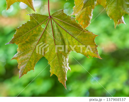Spring branches of maple tree with fresh green leaves. Acer saccharinum, silver maple 137908537