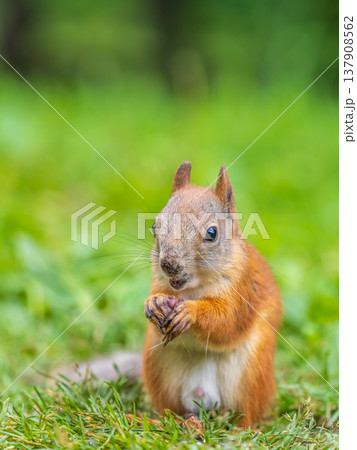 Squirrel eats a nut while sitting in green grass. Eurasian red squirrel, Sciurus vulgaris 137908562