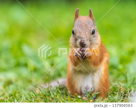 Squirrel eats a nut while sitting in green grass. Eurasian red squirrel, Sciurus vulgaris 137908563