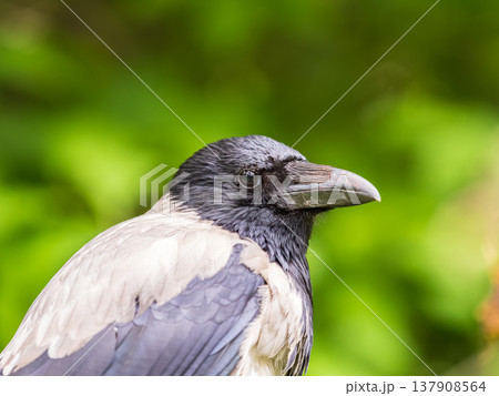 Hooded crow, corvus cornix, standing on the lawn in the spring or summer Hooded crow, corvus cornix, standing on the lawn in the spring or summer 137908564